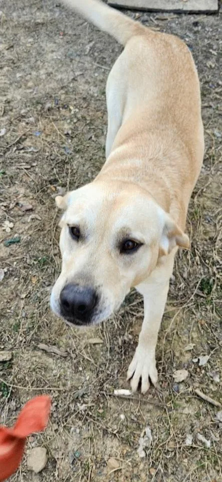 An adult medium-sized male Labrador Retriever dog named Happy for adoption in Perryville, AR