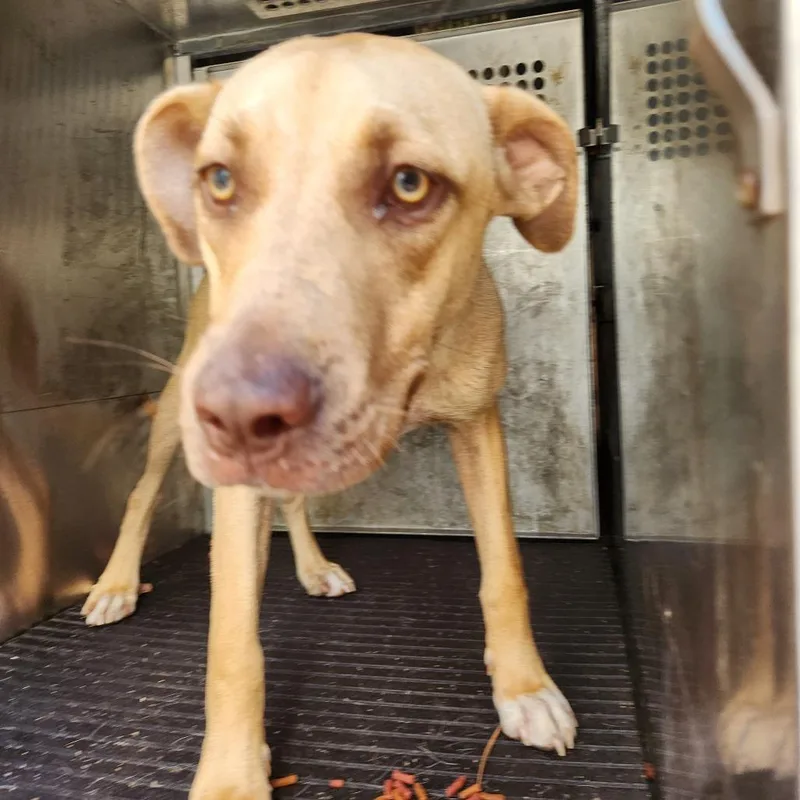 A young medium-sized female Yellow / Tan / Blond / Fawn Pit Bull Terrier dog named Nessie for adoption in Birmingham, AL