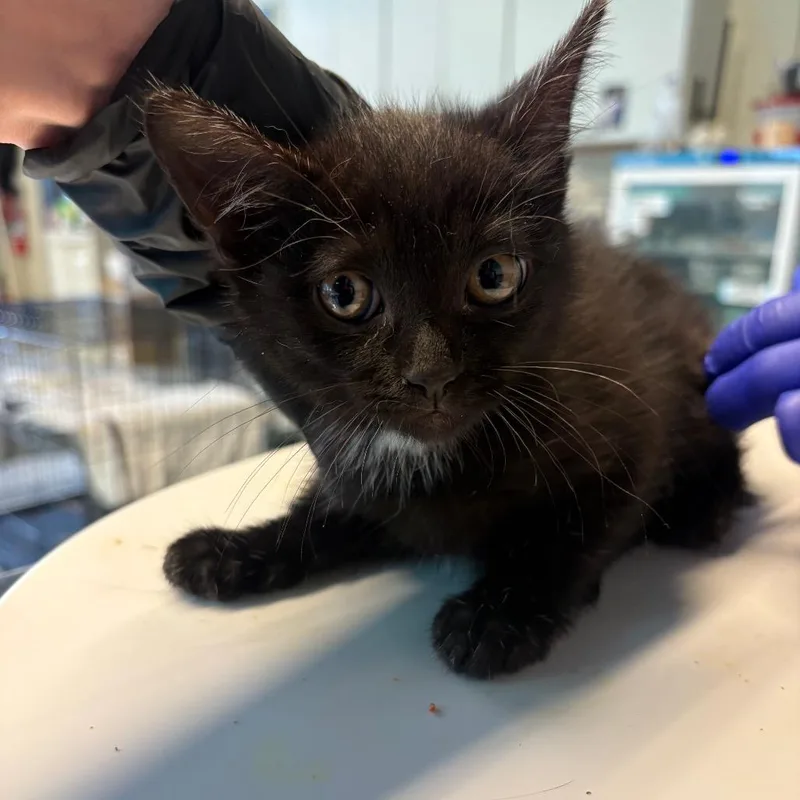A baby small-sized female Black Domestic Short Hair cat named Midknight for adoption in Huntington, WV