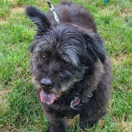 A senior medium-sized female Black Tibetan Terrier dog named Rags for adoption in Potomac, MD