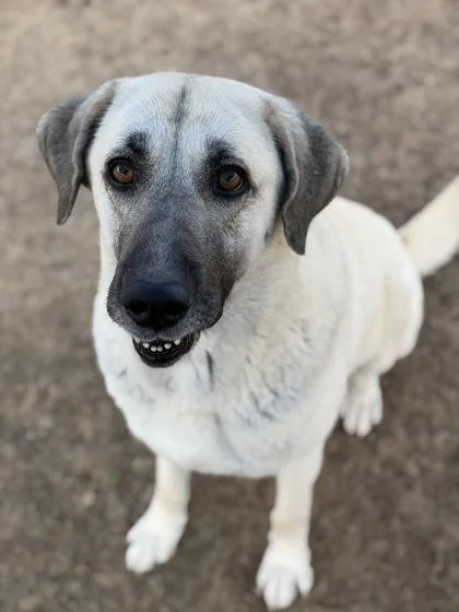 An adult extra large-sized female Anatolian Shepherd dog named Primrose for adoption in Irving, TX