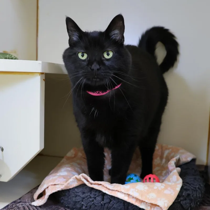 Toothless