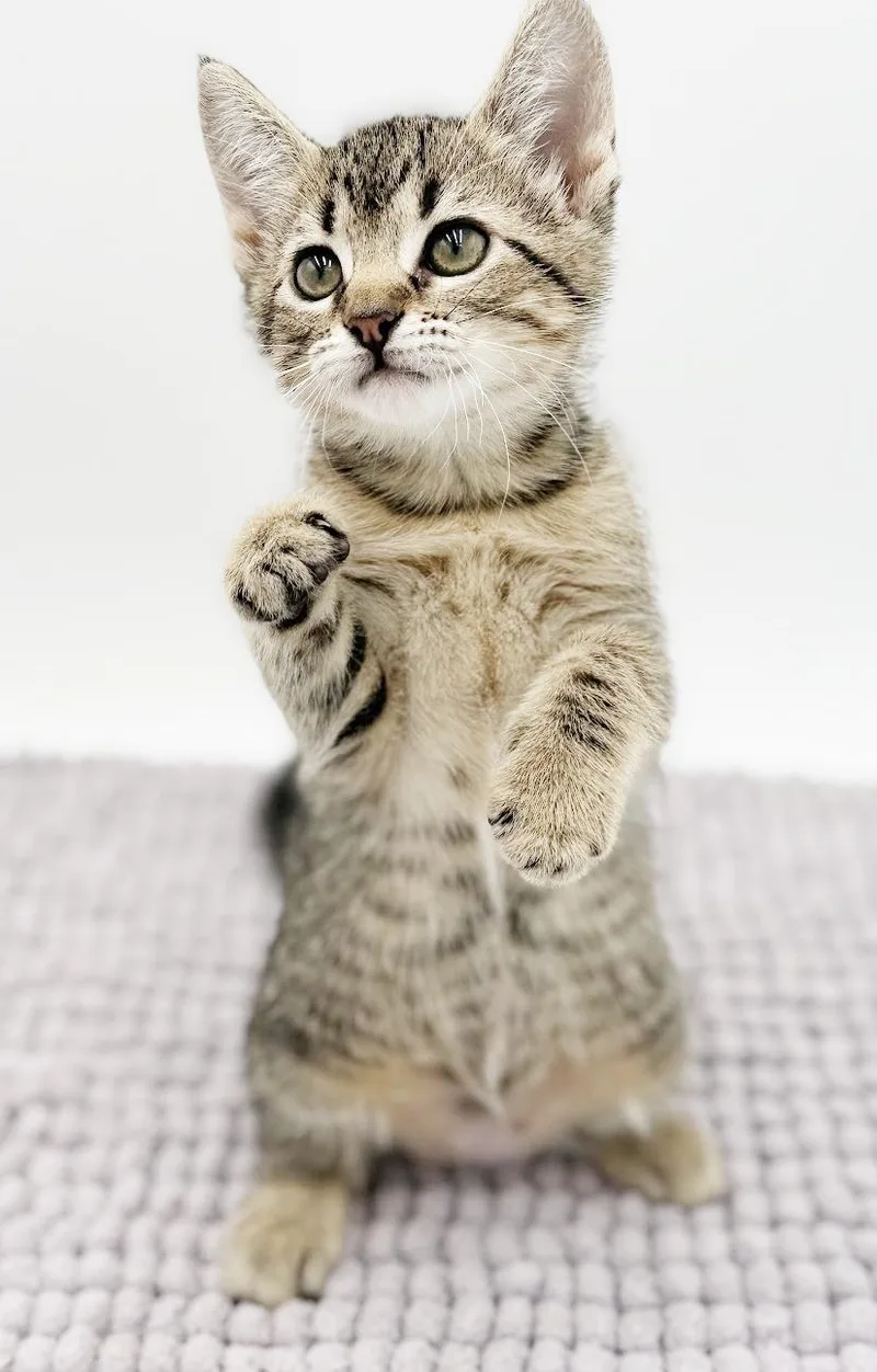 Milli Is A Mushball! thumbnail 2