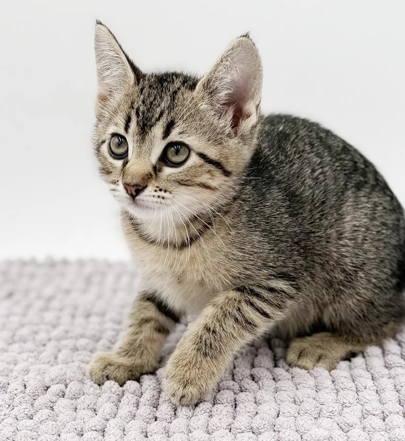 Milli Is A Mushball! thumbnail 3