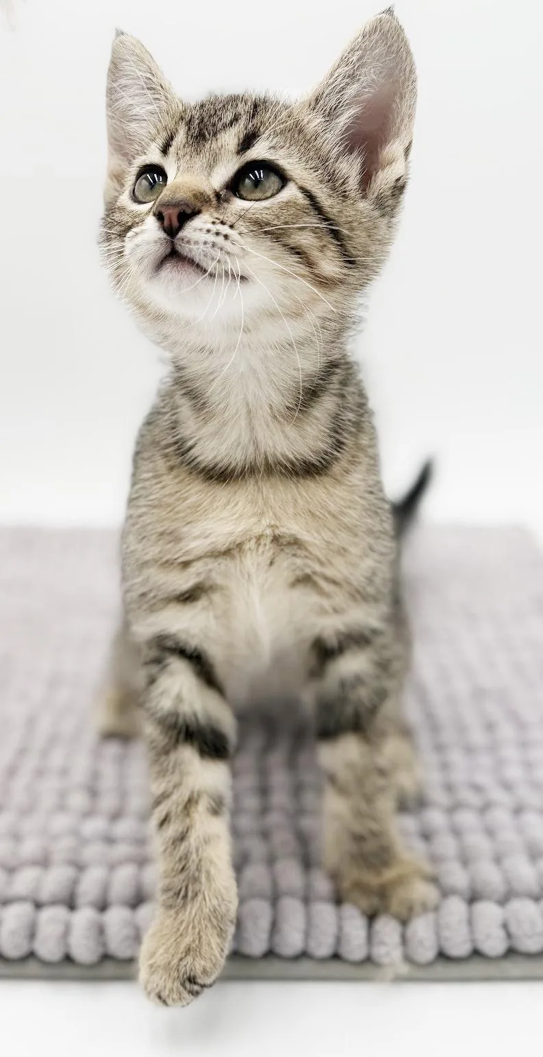 Milli Is A Mushball! thumbnail 5