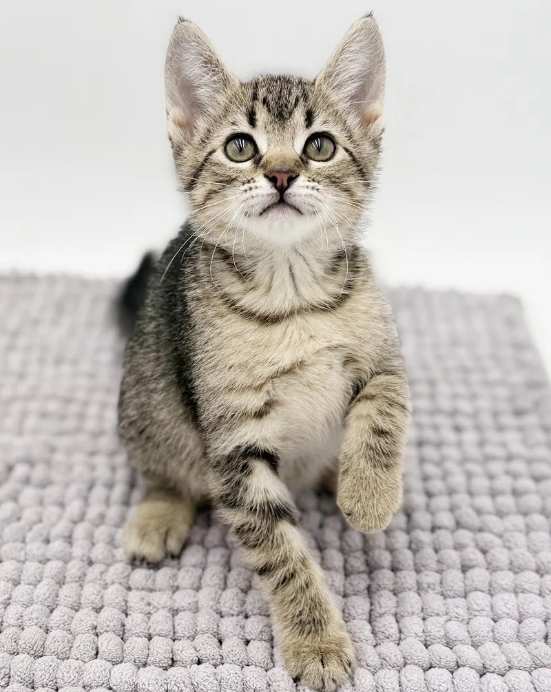 Milli Is A Mushball! thumbnail 6