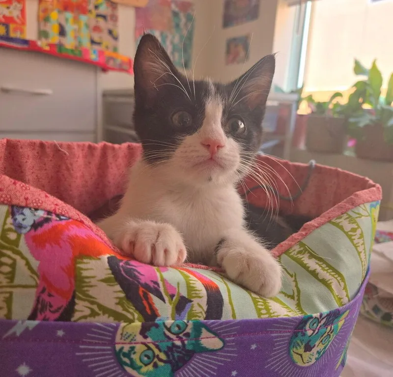A baby small-sized male Black & White / Tuxedo Domestic Short Hair cat named Demerara Sugar for adoption in tucson, AZ