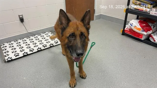 An adult large-sized male German Shepherd Dog dog named Hero for adoption in Ocala, FL