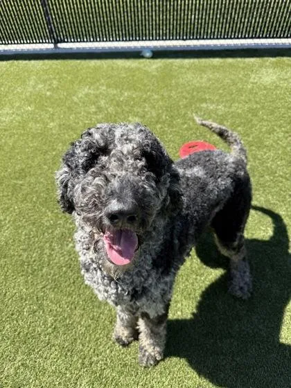 An adult extra large-sized male Mixed Breed dog named Spunky for adoption in Lafayette, IN