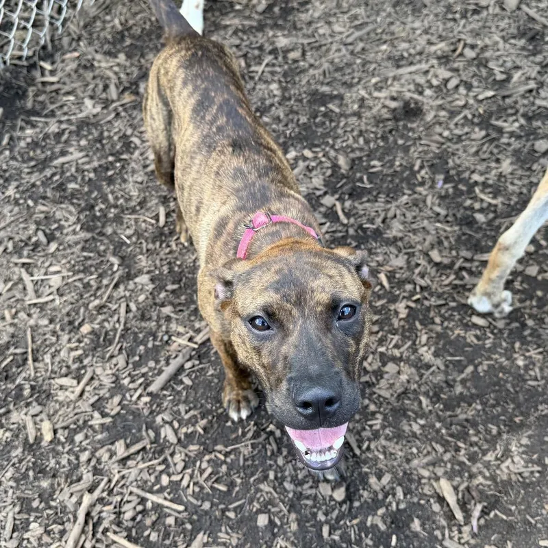 A young small-sized female Brindle Terrier dog named Gogo pup for adoption in Peachtree City, GA
