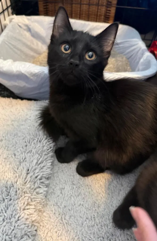 A baby small-sized male Domestic Short Hair cat named Toby for adoption in Brookings, OR