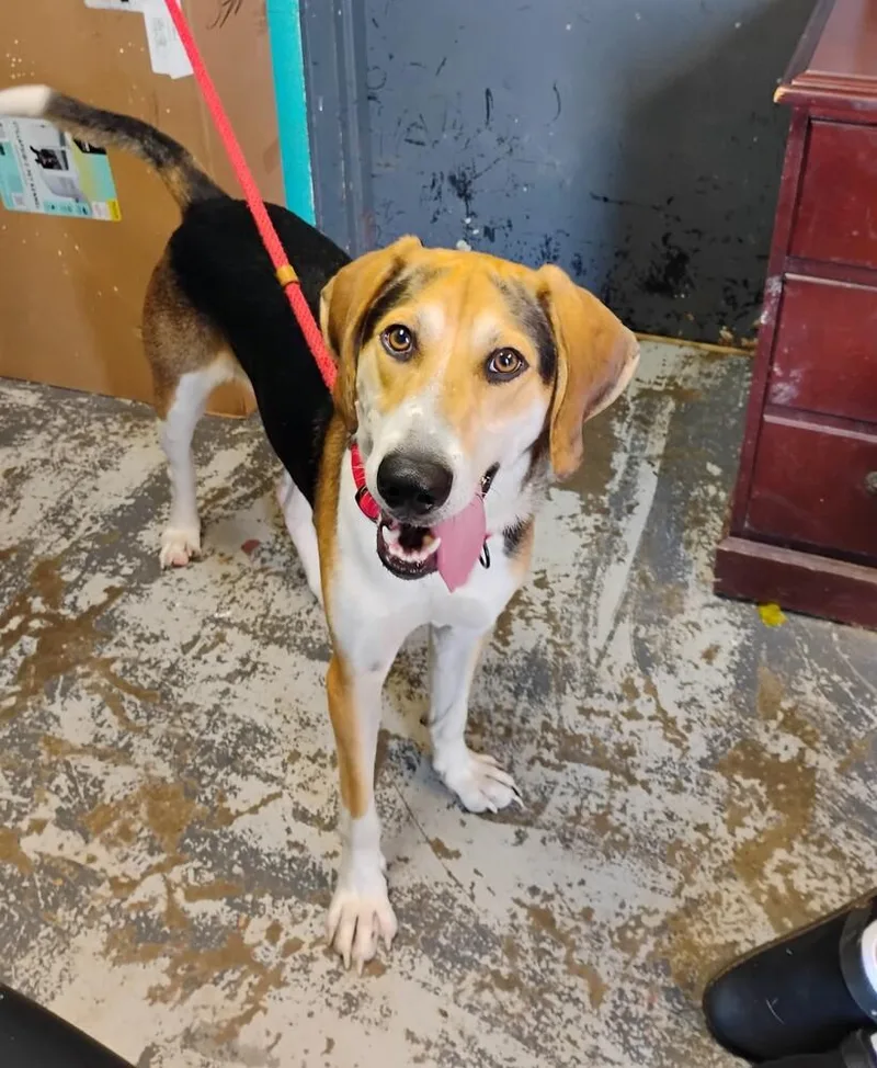 An adult large-sized male Treeing Walker Coonhound dog named Hickory for adoption in New Lexington, OH