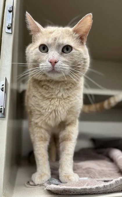 An adult medium-sized male Domestic Short Hair cat named Ron for adoption in Humboldt, IA
