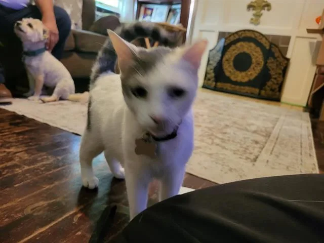 A young small-sized female Domestic Short Hair cat named Amber for adoption in San Antonio, TX