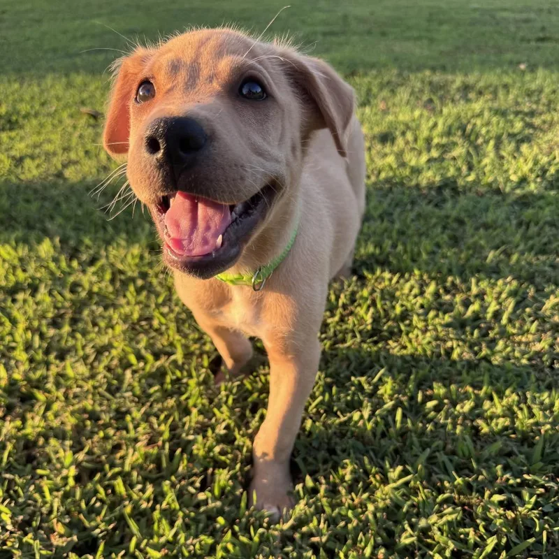 A baby medium-sized female Golden Retriever dog named Schmidt for adoption in Chattanooga, TN
