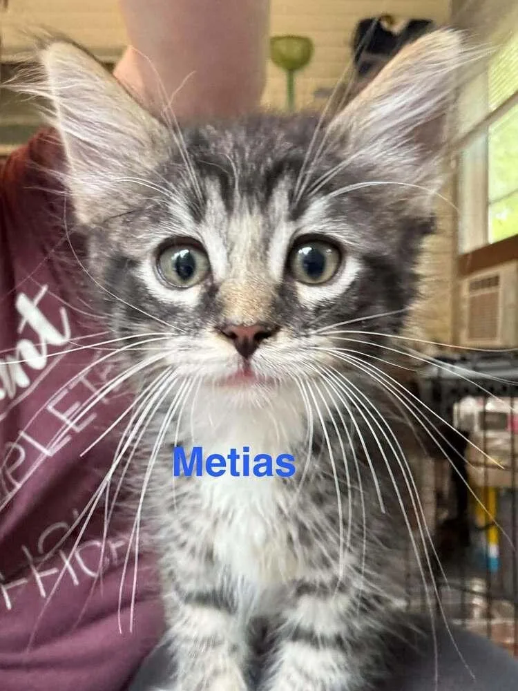 A baby small-sized male Domestic Long Hair cat named Metias Wheeler Ki. for adoption in Peoria, IL