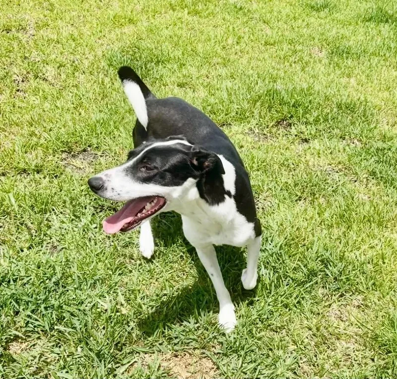 An adult medium-sized female Whippet dog named Candy for adoption in Houston, TX
