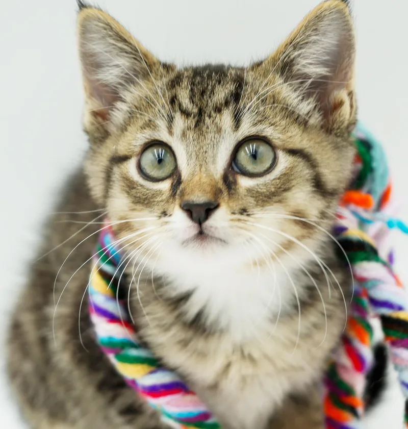 A baby small-sized male Tabby (Brown / Chocolate) Tabby cat named Scooby is a sweetie for adoption in Bedford Hills, NY