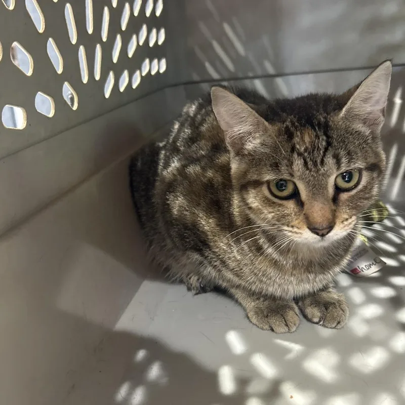 A young medium-sized female Gray / Blue / Silver Domestic Short Hair cat named Ms Jason for adoption in Livingston, TX