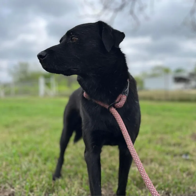 Sergeant Jum thumbnail 2