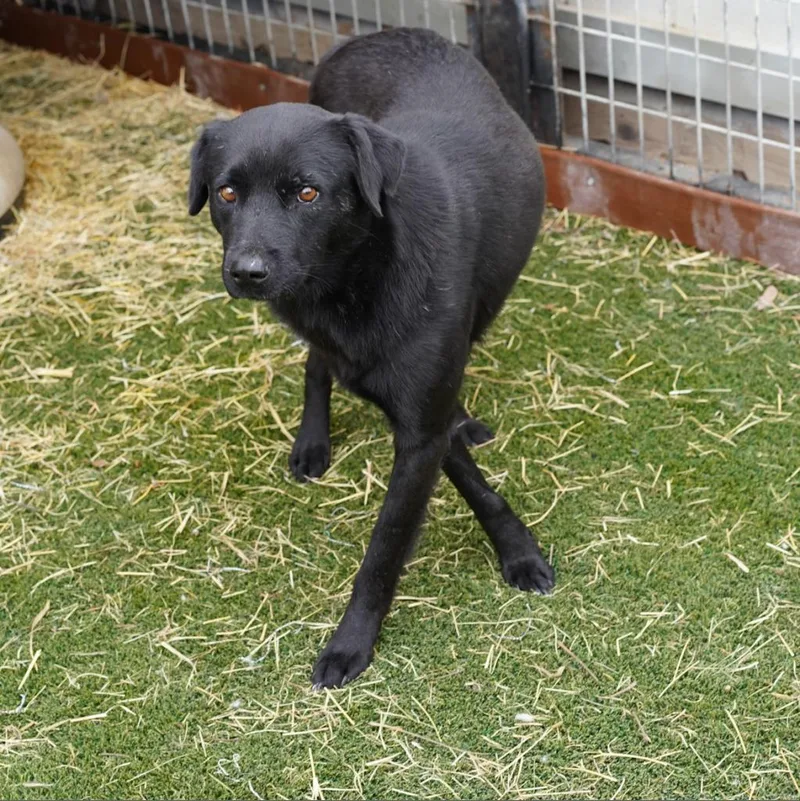 Sergeant Jum thumbnail 3