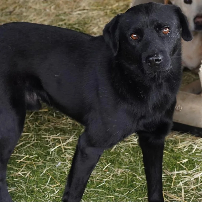 Sergeant Jum thumbnail 4