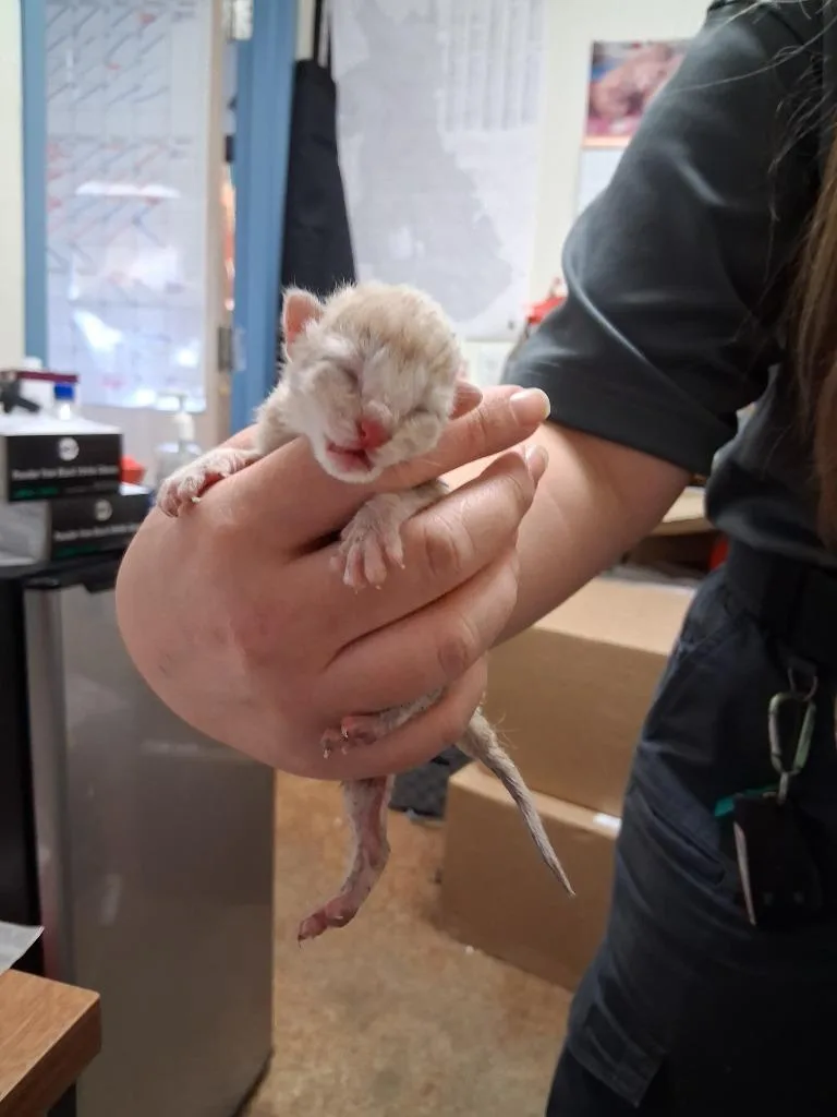 A baby small-sized male Domestic Short Hair cat named Captain for adoption in Brownwood, TX