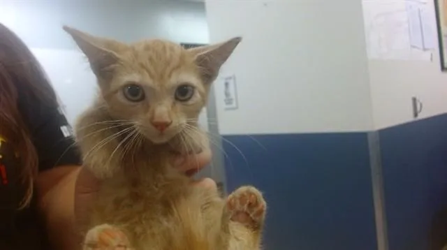 A baby small-sized female Domestic Short Hair cat named Sigil for adoption in Miami, FL