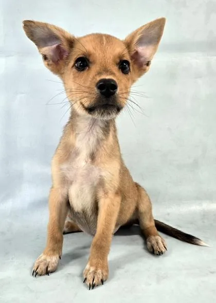 A baby medium-sized female Chihuahua dog named Rosie for adoption in Morton Grove, IL
