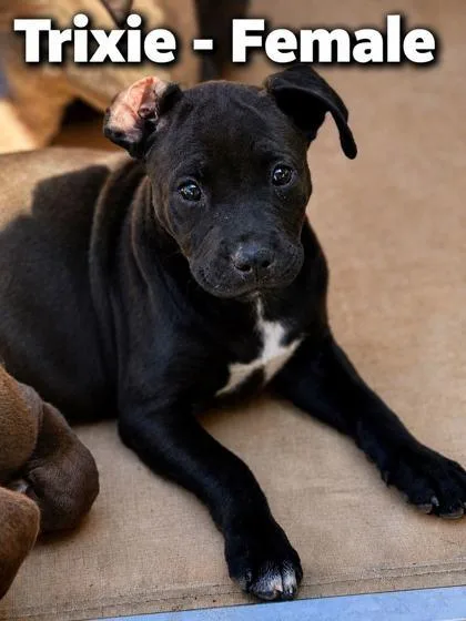 A baby large-sized female Rottweiler dog named Trixie for adoption in Morton Grove, IL