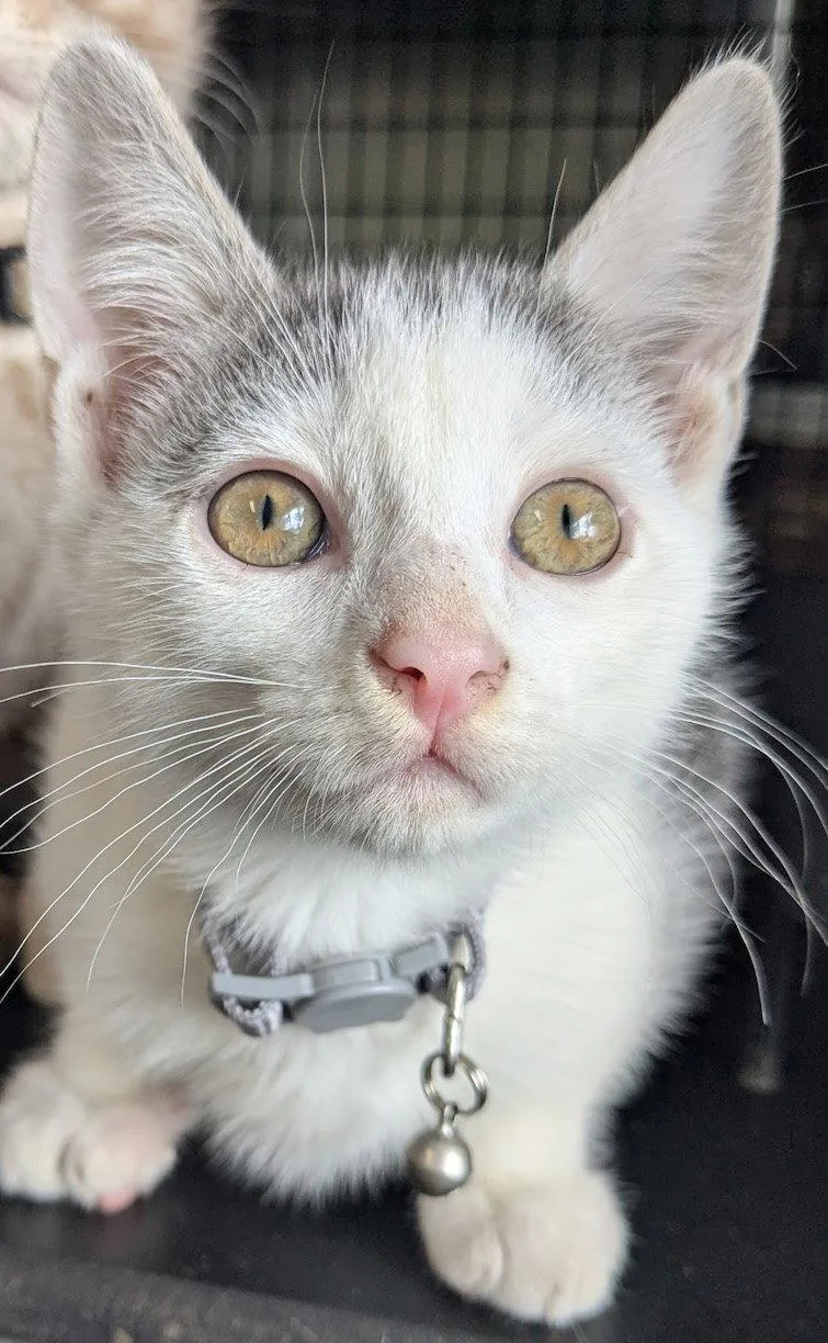 A baby medium-sized female Gray & White Domestic Short Hair cat named Glinda for adoption in Albemarle, NC