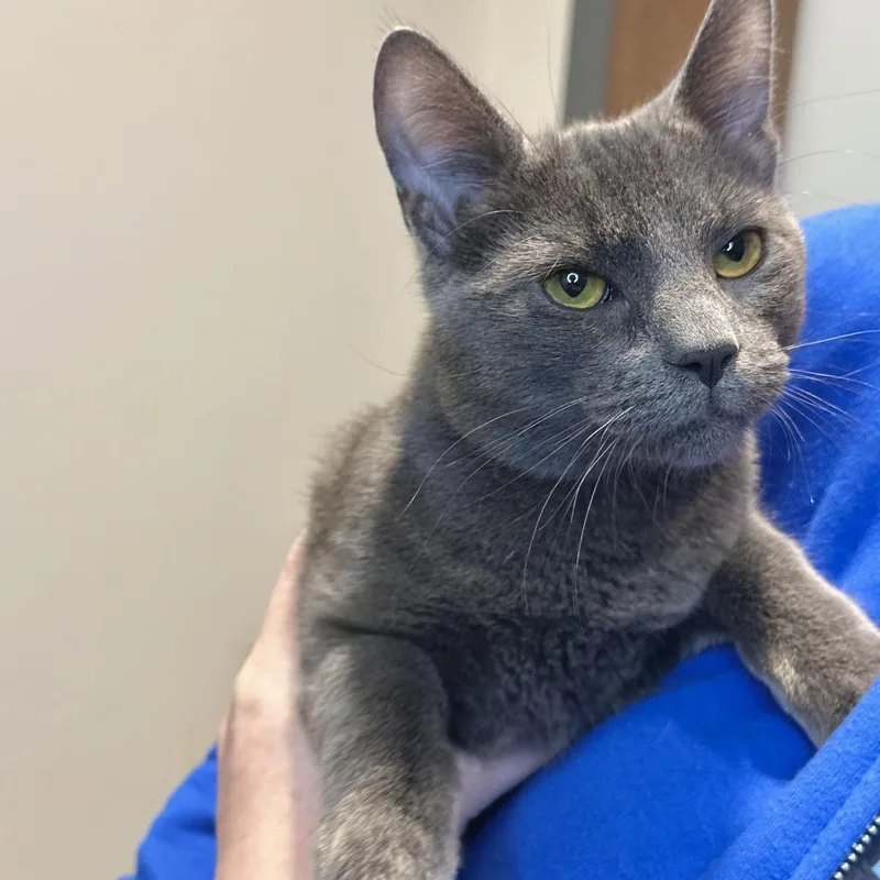 A young medium-sized male Gray / Blue / Silver Domestic Short Hair cat named Dorian for adoption in Matteson, IL