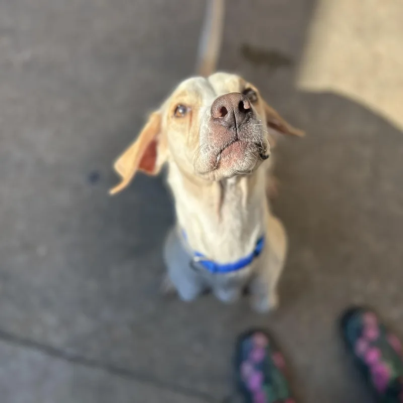 An adult medium-sized female Beagle dog named Nikki for adoption in Pearland, TX