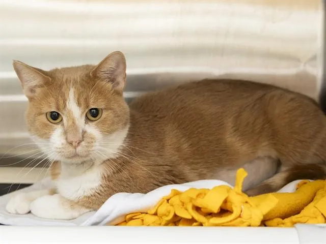 A young small-sized male Domestic Short Hair cat named Apollo for adoption in Phoenix, AZ