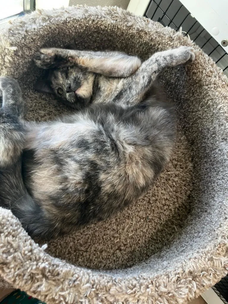A young medium-sized female Domestic Short Hair cat named Sangria for adoption in Peoria, AZ