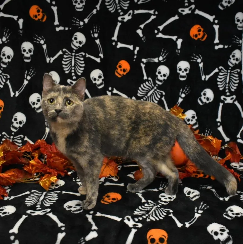 Sangria thumbnail 2