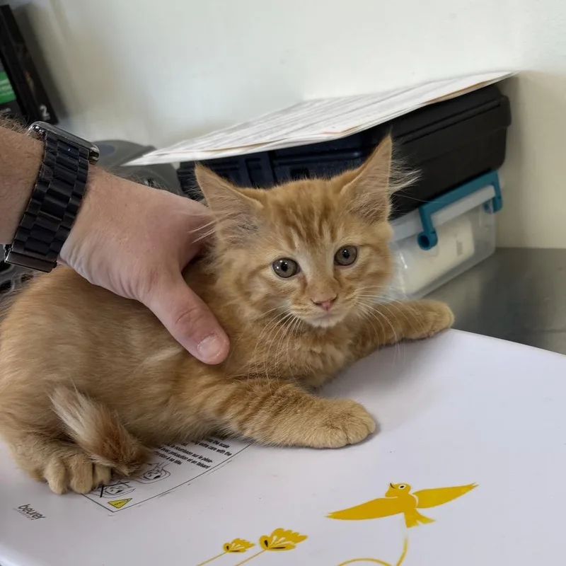 A baby small-sized male Orange / Red Domestic Medium Hair cat named Elmer for adoption in Galax, VA