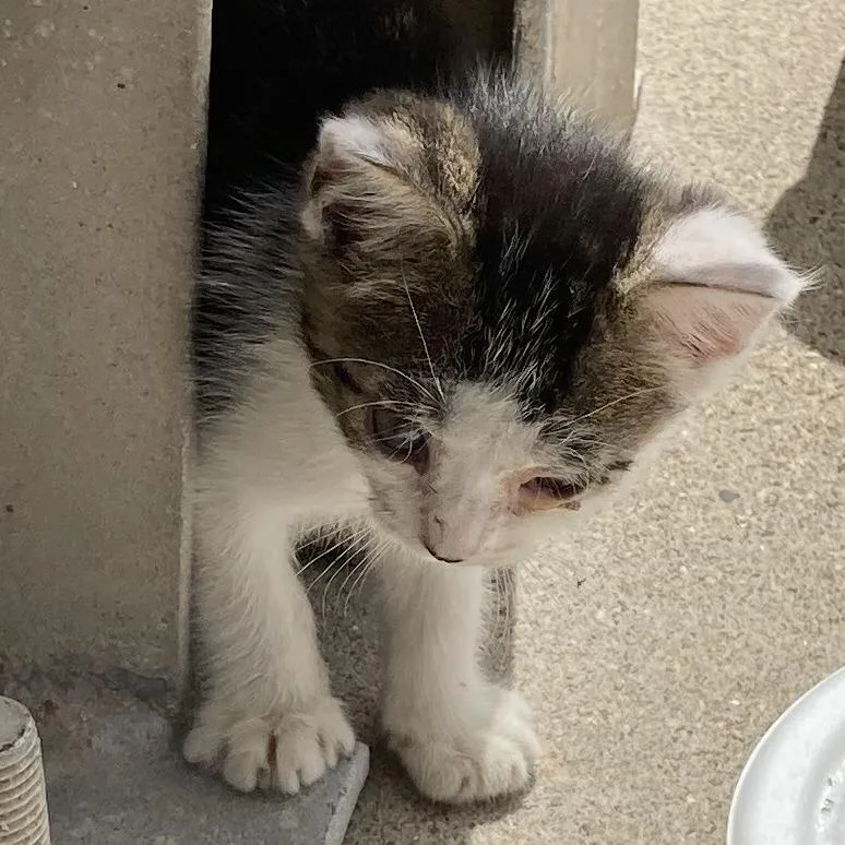 A baby small-sized female Gray / Blue / Silver Domestic Short Hair cat named Mb for adoption in Corpus Christi, TX