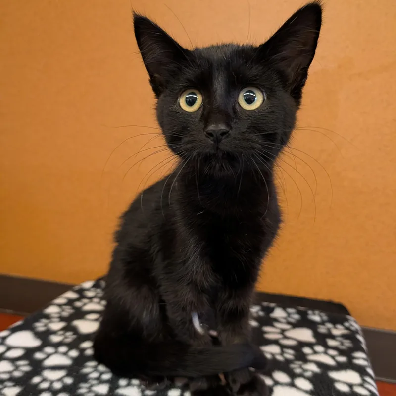 A baby small-sized female Black Domestic Short Hair cat named Denise for adoption in Rochester, MN