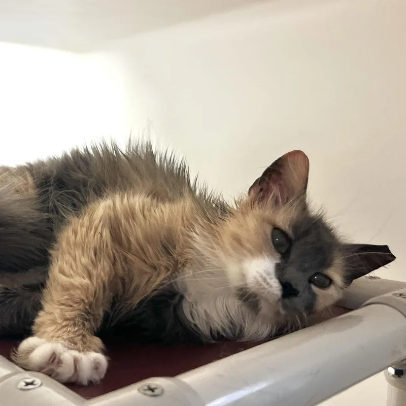 An adult medium-sized female Tortoiseshell Domestic Long Hair cat named Sandra for adoption in Harrisonburg, VA