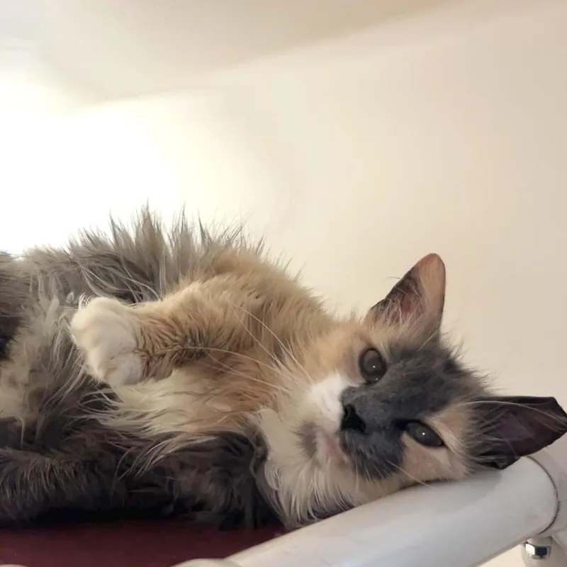 Sandra thumbnail 3