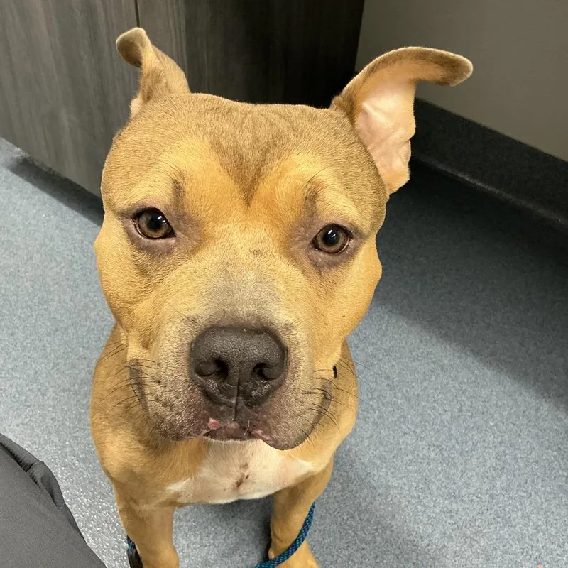 An adult medium-sized male Pit Bull Terrier dog named Oak for adoption in St Joseph, MO