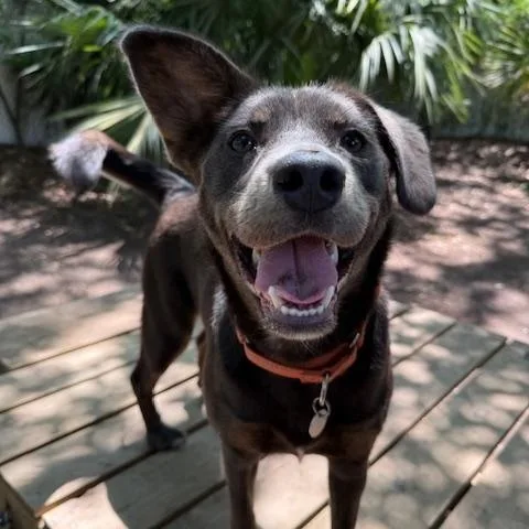 An adult medium-sized female Spaniel dog named Tina for adoption in Charleston, SC