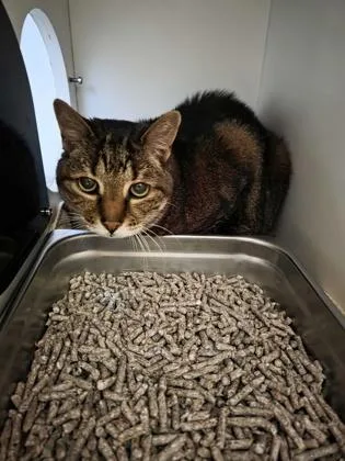 An adult medium-sized female Domestic Short Hair cat named Figgy Pudding for adoption in Fairfax, VA