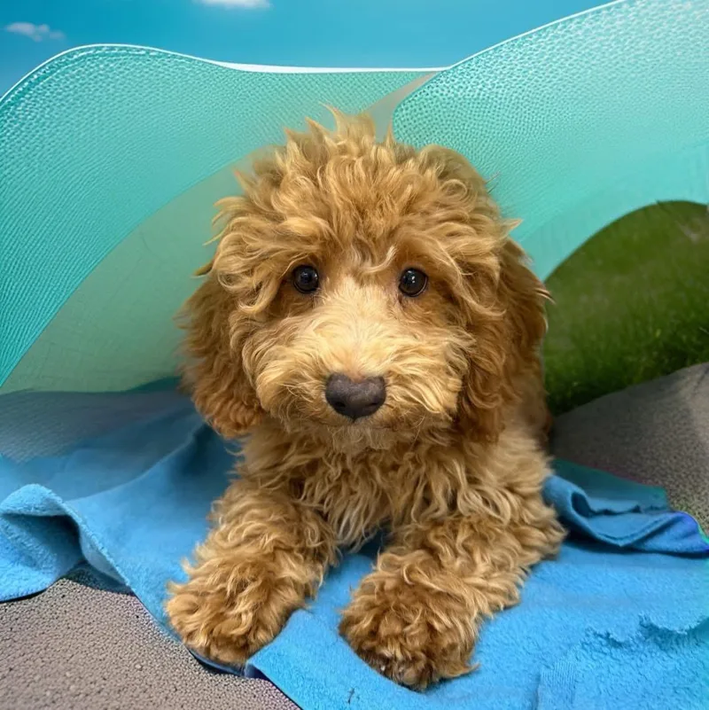 A baby small-sized male Apricot / Beige Poodle dog named Pierre for adoption in Bronx, NY
