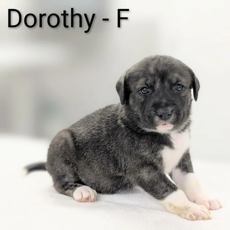 A baby large-sized female Brindle Great Pyrenees dog named Dorothy for adoption in Griswold, CT