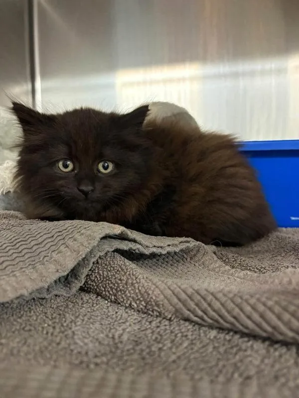 A baby small-sized female Domestic Long Hair cat named Adelaide for adoption in Millersville, MD