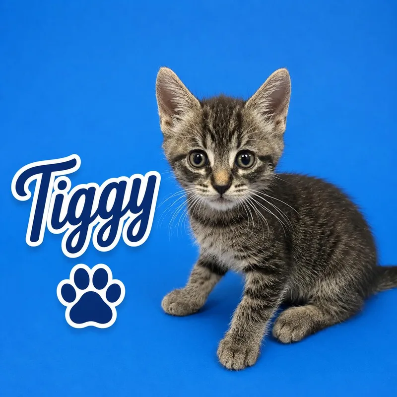 A baby small-sized male Domestic Short Hair cat named Tiggy for adoption in Dixon, CA