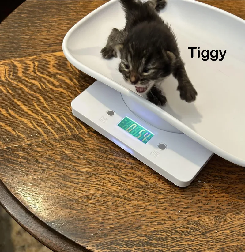 Tiggy thumbnail 2