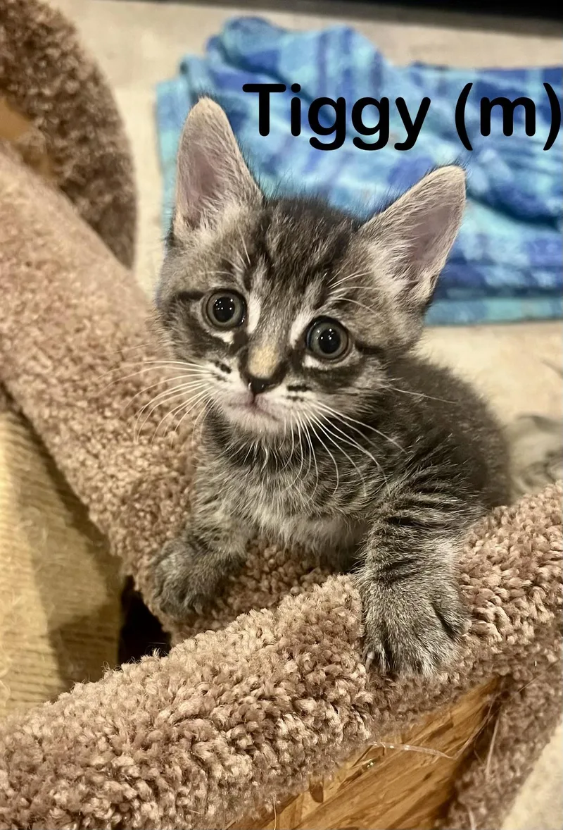 Tiggy thumbnail 3